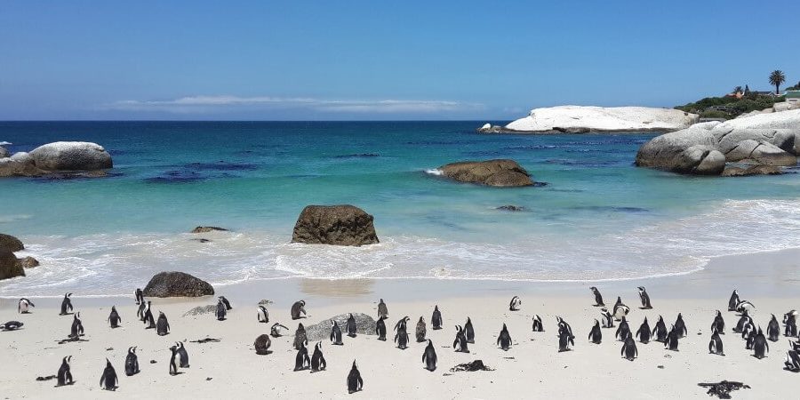 penguins on white sand with crystal blue waters at boulders beach in simons town