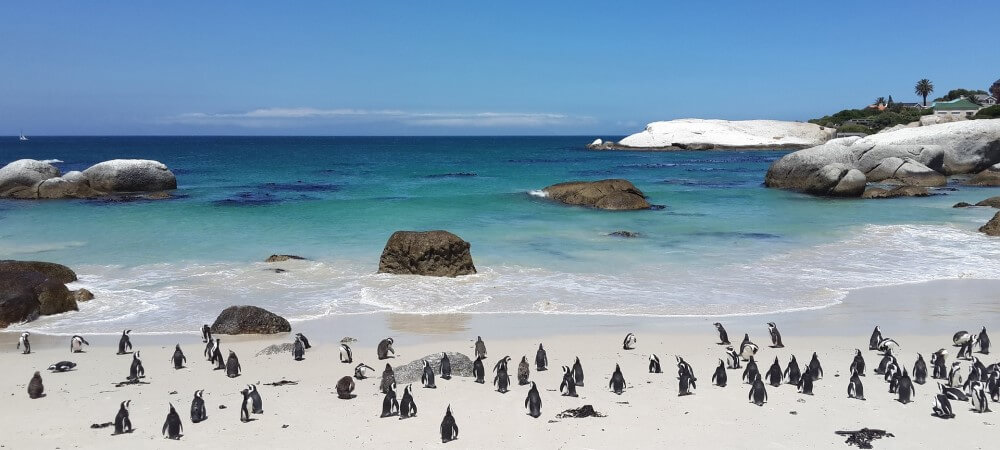 penguins on white sand with crystal blue waters at boulders beach in simons town