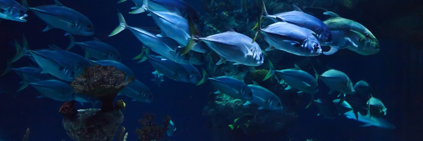 school of fish swimming in an aquarium