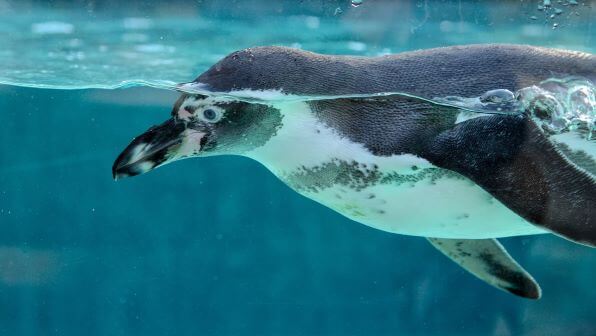 penguin swimming under water