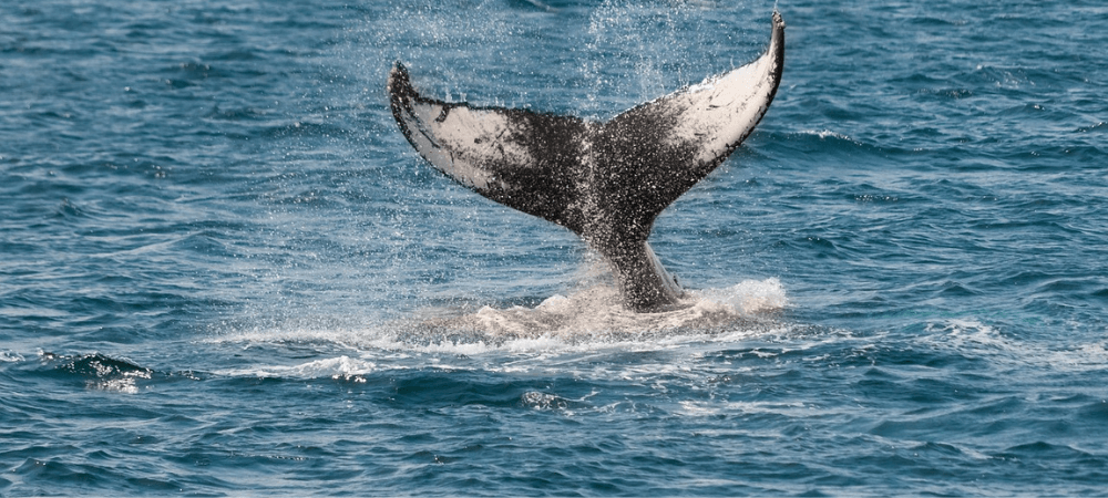 whale-watching-hermanus