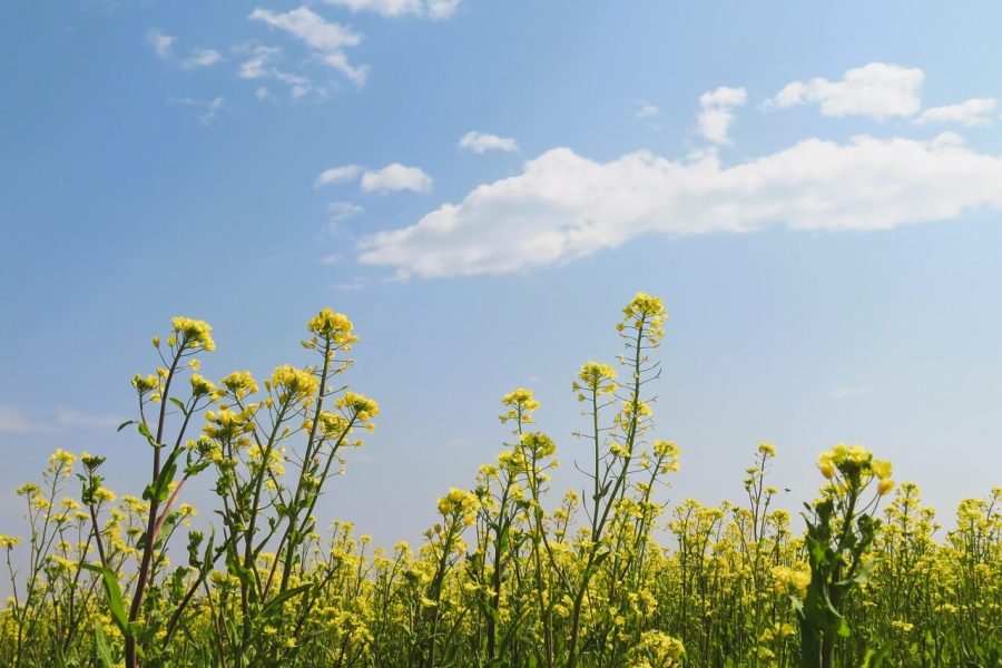 spring-actvities-in-cape-town.