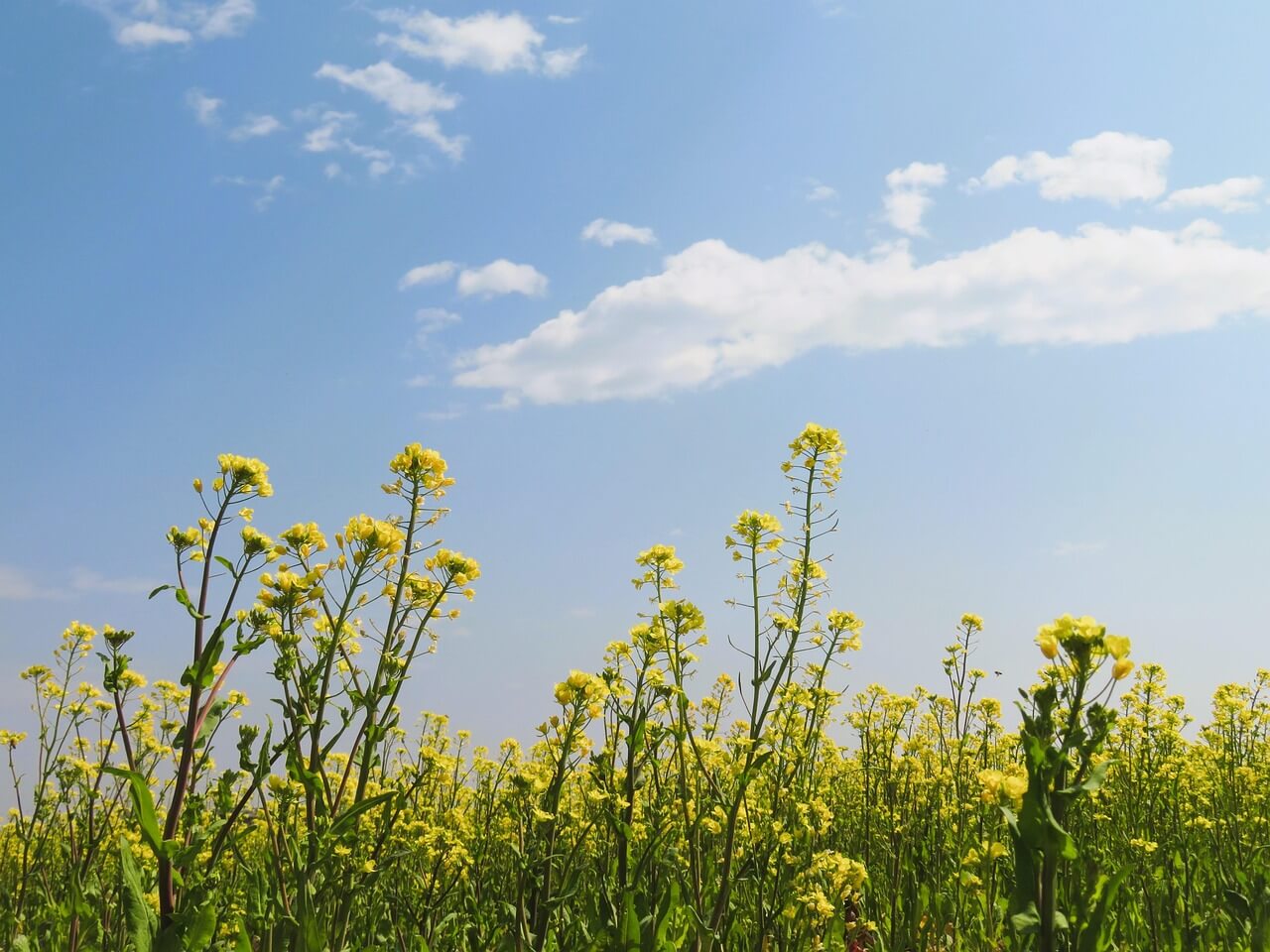 Spring in Cape Town: Must Do Activities for Visitors